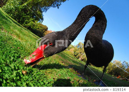 Black fish with fish eyes 819314
