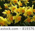 bloom, blossom, blossoms 819376