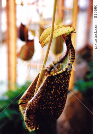 豬籠草·LaPressiana 819690