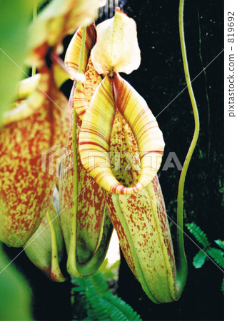 豬籠草戴埃里亞娜 豬籠草戴埃里亞娜 819692