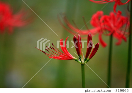 彼岸花 石蒜 曼珠沙華 819966