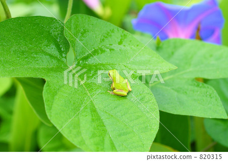 Morning glory and frog 820315