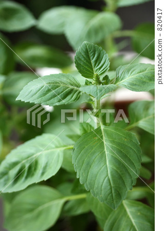 Holy basil 820417