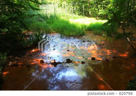 Wetland forest pt. 2 Wetland forest pt. 2 820798