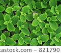 Plant of the family Itodori 821790
