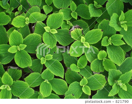 Itodori家族的植物 821790