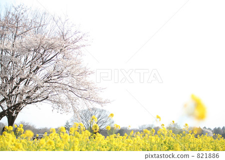 Cherry blossoms and rape blossoms Cherry blossoms and rape blossoms 821886