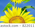 sunflower sunflower 822011