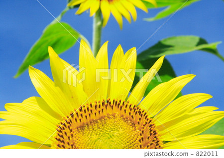 sunflower	 822011