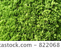 leaf, leafs, leaves 822068