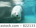 Polar bear swimming 822133