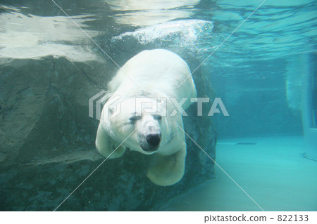 Polar bear swimming 822133