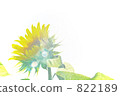 sunflower, sunflowers, green leaf 822189