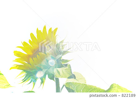 sunflower, sunflowers, green leaf 822189