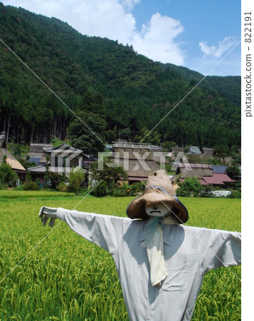 Scarecrow and rice field 822191