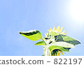 sunflower, sunflowers, foliage 822197