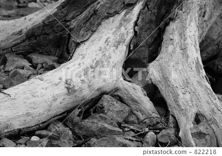 Dead tree 2 822218