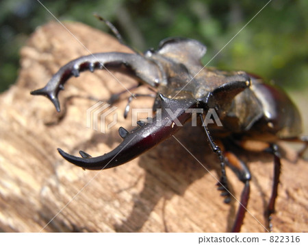 Miyamakuwagata對角向前 822316