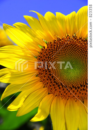sunflower sunflower 823358