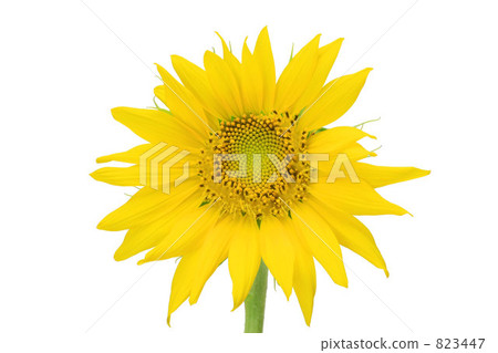向日葵 向日葵 823447