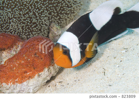 fish, fishes, eggs 823809