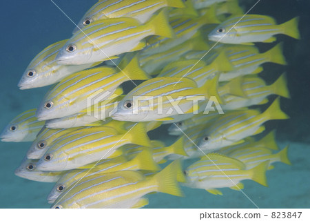 魚 小組 團隊 823847