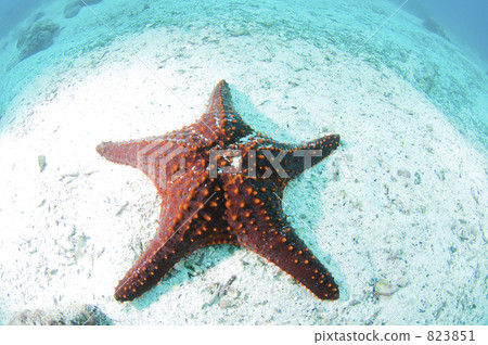 海星 加拉帕戈斯群島 一隻小動物 823851