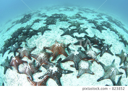 大群 一群 軍隊 823852