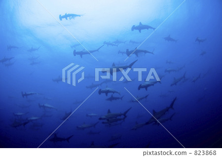 shark, sharks, bunch 823868