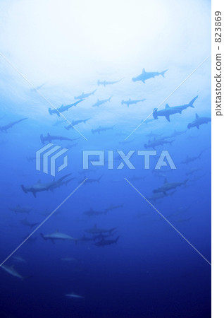 shark, sharks, bunch 823869