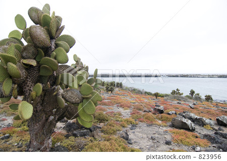 galapagos, world heritage, bleak 823956