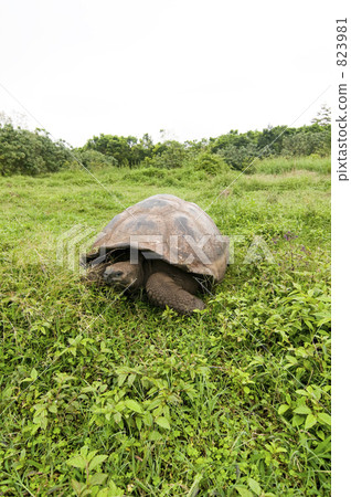 烏龜 加拉帕戈斯群島 一隻小動物 823981