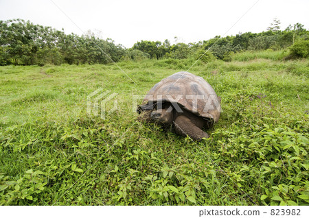 烏龜 加拉帕戈斯群島 一隻小動物 823982