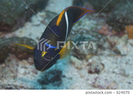 fish, fishes, scuba diving 824070