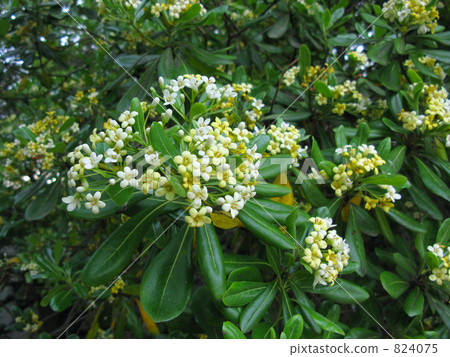 Towella flowers Towella flowers 824075