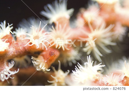 息肉 舉起 向上 824076