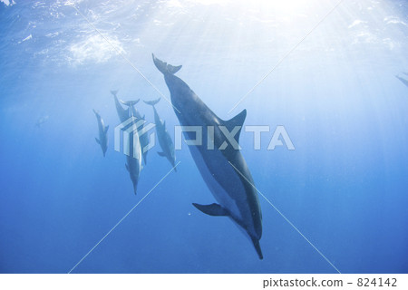 dolphin, dolphins, swim 824142