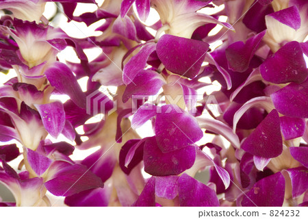 zero, ray, lei 824232