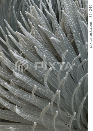 silver sword, vegetation, vegetative 824246
