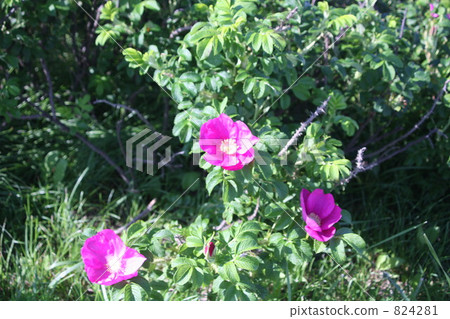 Hermanus Hermanus 824281