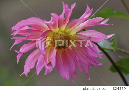 Dahlia of the Great Wheel 824359