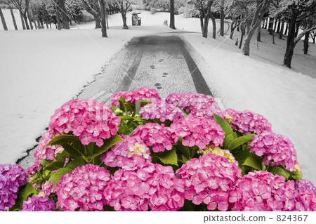 Hydrangea and snow Hydrangea and snow 824367