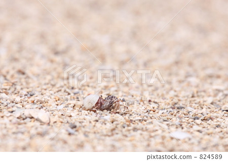 Herited hermit crab walking side by side 824589