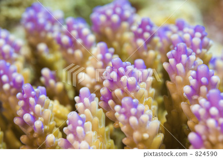 珊瑚 舉起 向上 824590