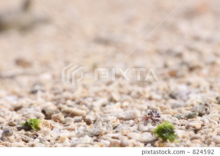 走在珊瑚沙子海灘的寄居蟹 824592