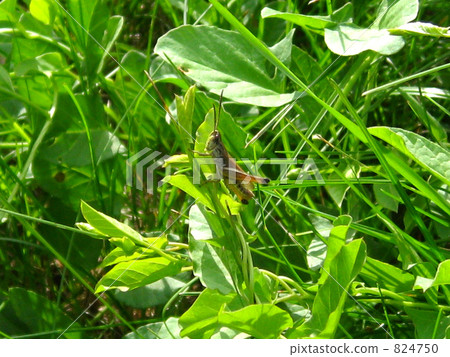 The grasshopper met in the castle of Devin (Slovakia) The grasshopper met in the castle of Devin (Slovakia) 824750