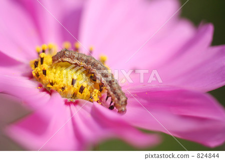 宇宙和蠕蟲 824844