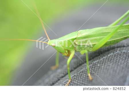 Locust Locust 824852