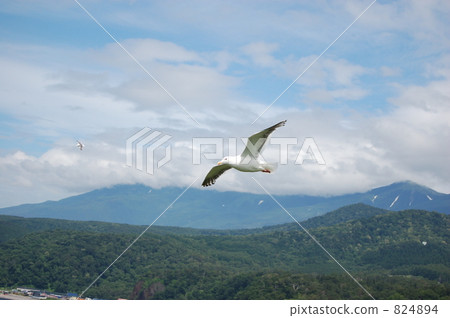 在夏天天空飛行的海鷗 824894