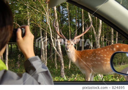 與動物接觸 824895